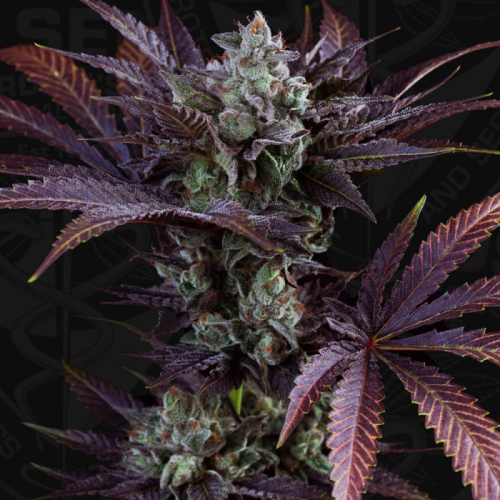 T.H. Seeds - French Macaron