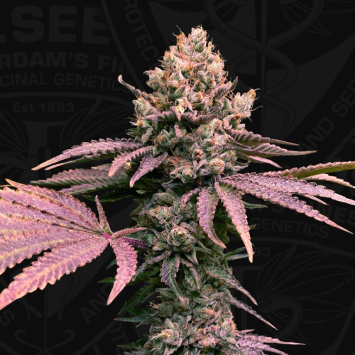 T.H. Seeds - London Mint Cake
