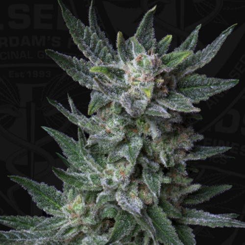 T.H. Seeds - Auto Bubblegum