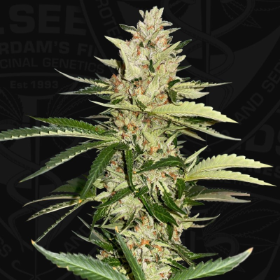 T.H. Seeds - Banana Candy Krush 710 Limited Edition