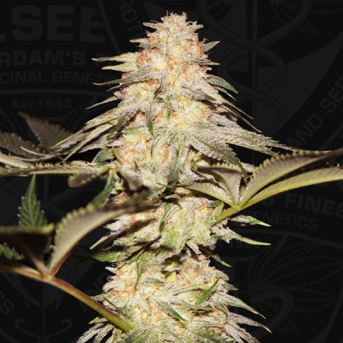 T.H. Seeds - Bubblebananagum