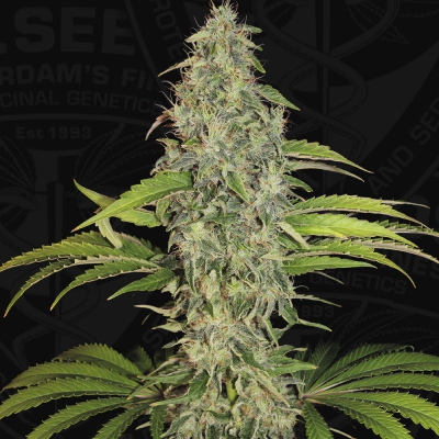 T.H. Seeds - S.A.G.E. CBD