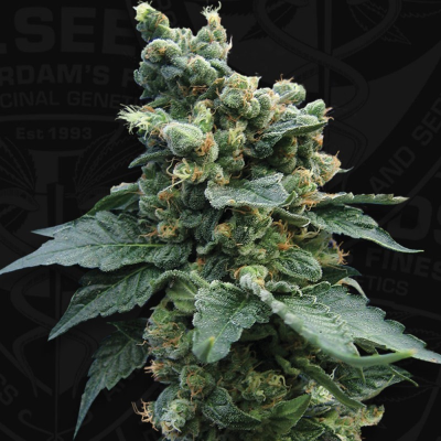 T.H. Seeds - Sage N Sour regular