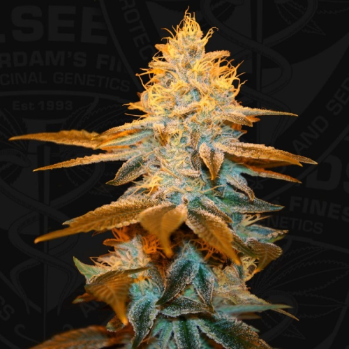 T.H. Seeds - Strawberry Glue