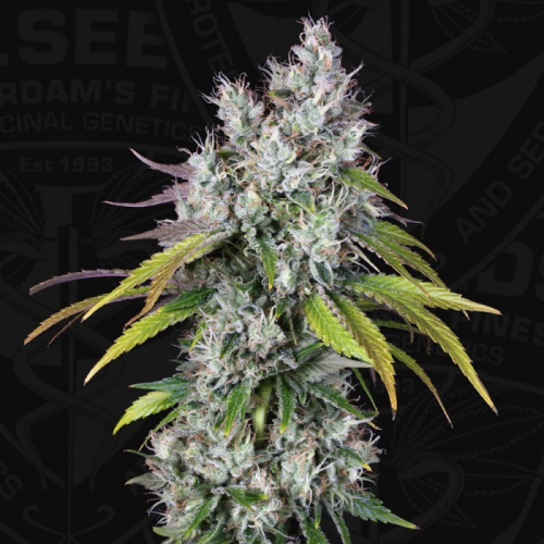 T.H. Seeds - Underdawg OG