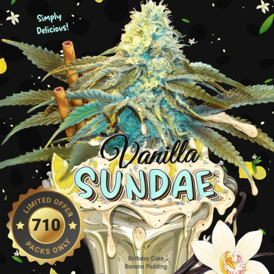 T.H. Seeds - Vanilla Sundae 710 Special Edition