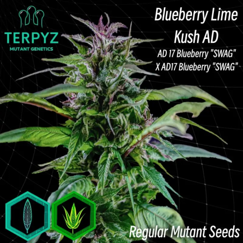 TerpyZ Mutant Genetics - Blueberry Lime Kush regular
