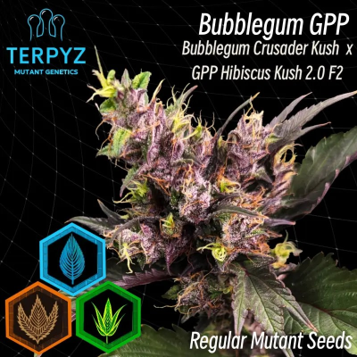 TerpyZ Mutant Genetics - Bubblegum GPP regular
