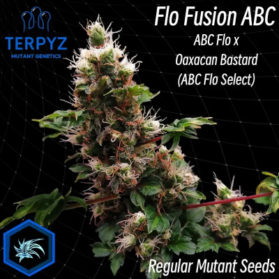 TerpyZ Mutant Genetics - Flo Fusion ABC regular