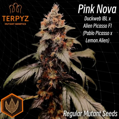 TerpyZ Mutant Genetics - Pink Nova regular