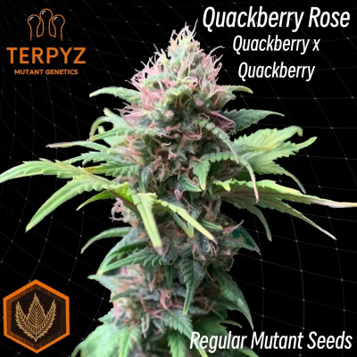 TerpyZ Mutant Genetics - Quackberry Rose regular