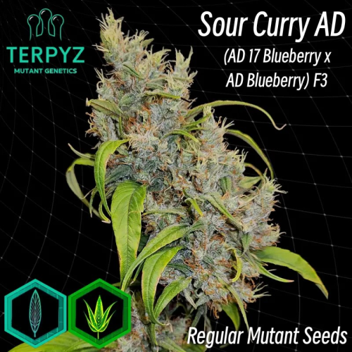 TerpyZ Mutant Genetics - Sour Curry AD regular