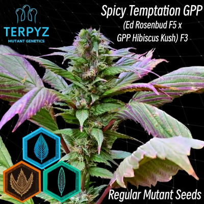 TerpyZ Mutant Genetics - Spicy Temptation GPP regular