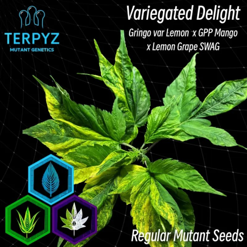 TerpyZ Mutant Genetics - Variegated Delight regular