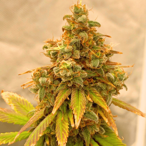 Tastebudz - Critical Banana Smoothie