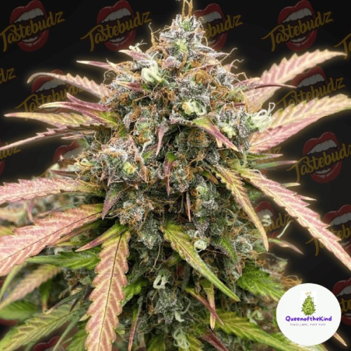 Tastebudz - Bubble Runtz Auto