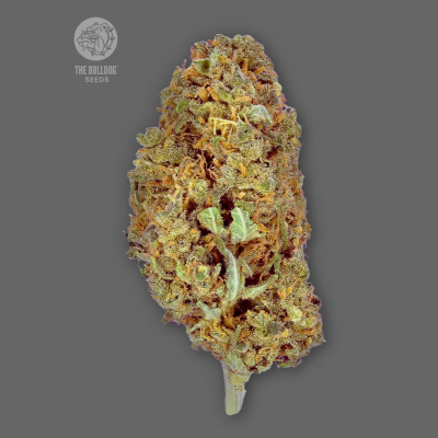 The Bulldog Seeds - Amnesia