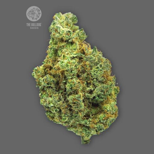 The Bulldog Seeds - Wedding Cake