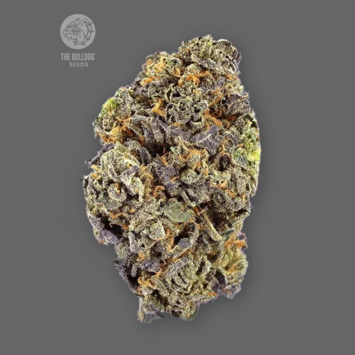 The Bulldog Seeds - Gelato Auto