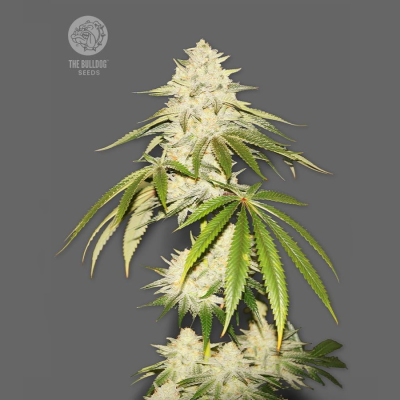 The Bulldog Seeds - Joris Pound Cake