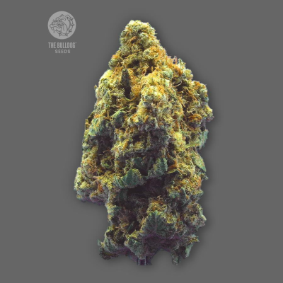 The Bulldog Seeds - Kush