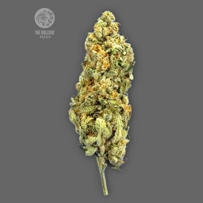 The Bulldog Seeds - Mimosa