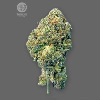 The Bulldog Seeds - Runtz