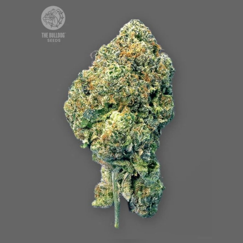 The Bulldog Seeds - Runtz