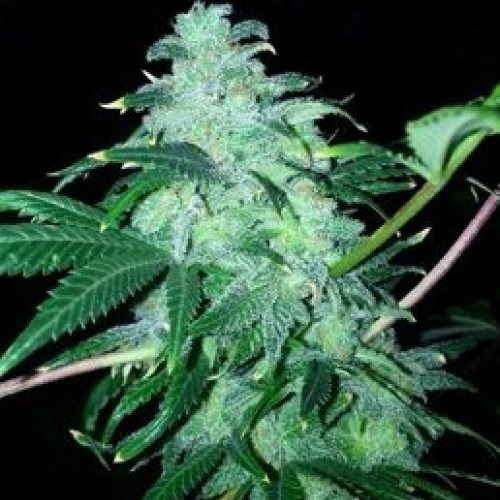 The Cali Connection - 22