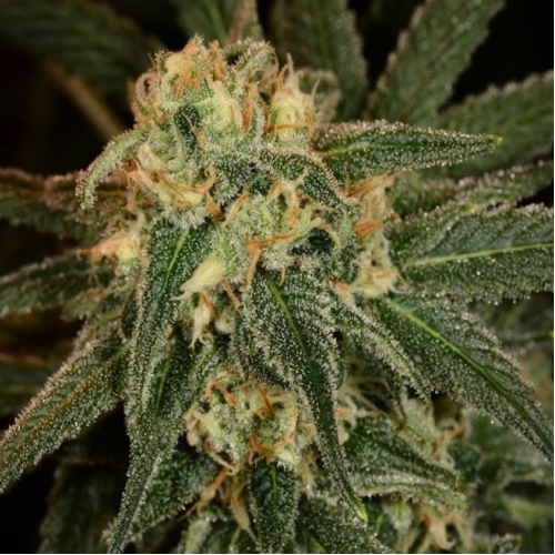 The Cali Connection - Green Crack