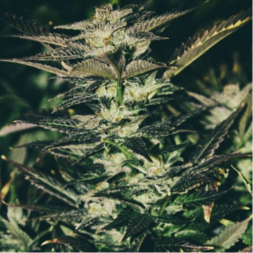 The Cali Connection - Jupiter OG Kush