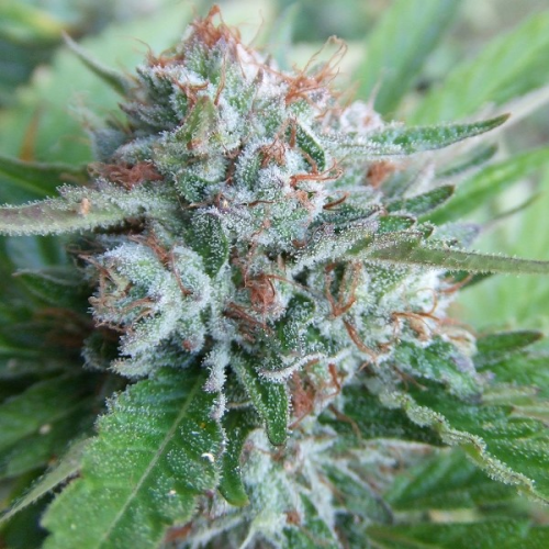 The Cali Connection - Bellini