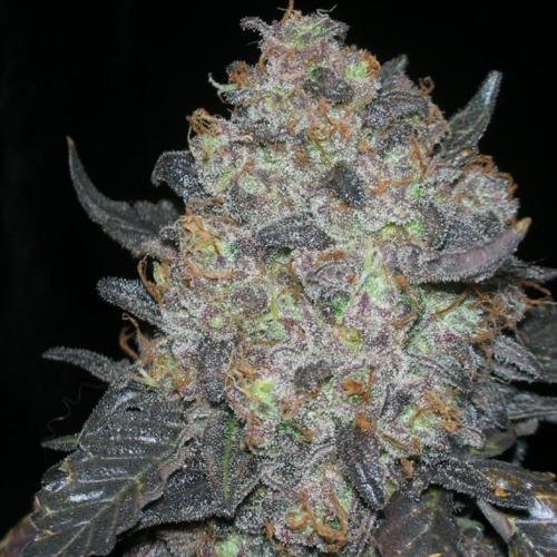 The Cali Connection - Black Water