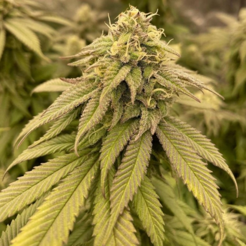 The Cali Connection - Boss Hogg