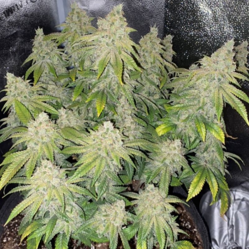 The Cali Connection - Deadhead OG Auto