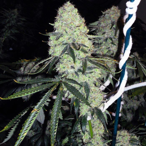 The Cali Connection - Deadhead OG