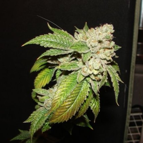 The Cali Connection - Larry OG Kush