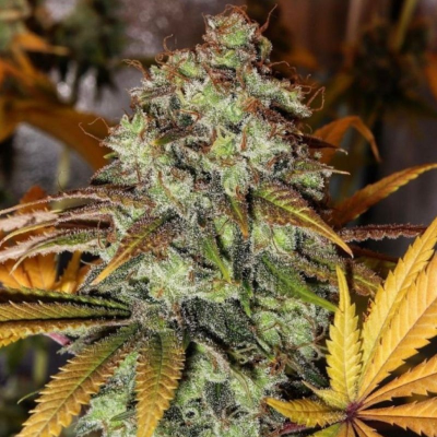 The Cali Connection - Strawberry OG