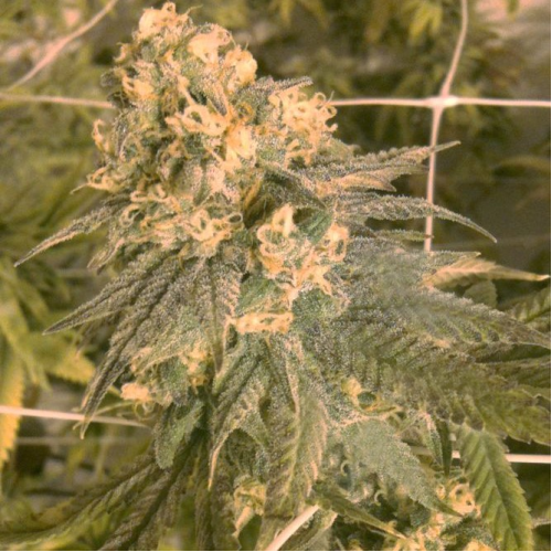 The Cali Connection - Mint Milano