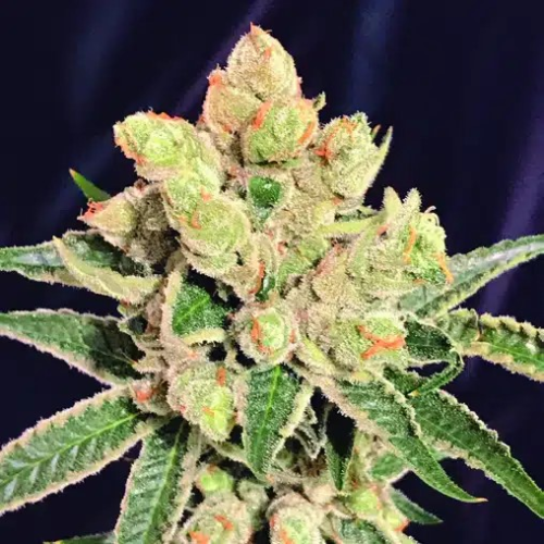 The Kush Brothers Seeds - Banana Sherbet