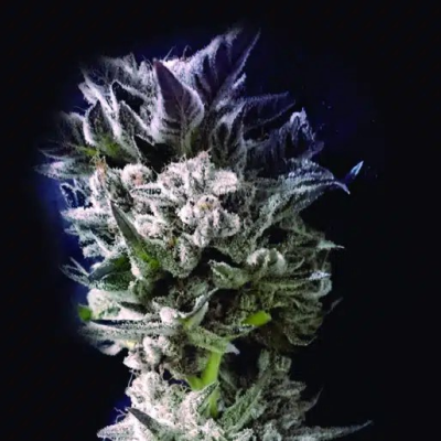 The Kush Brothers Seeds - Petro $ OG