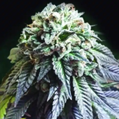 The Kush Brothers Seeds - The Dark Side
