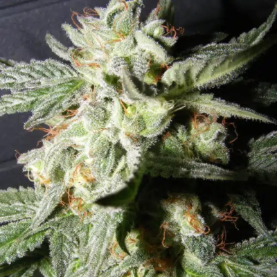 The Kush Brothers Seeds - Confidential Medicine