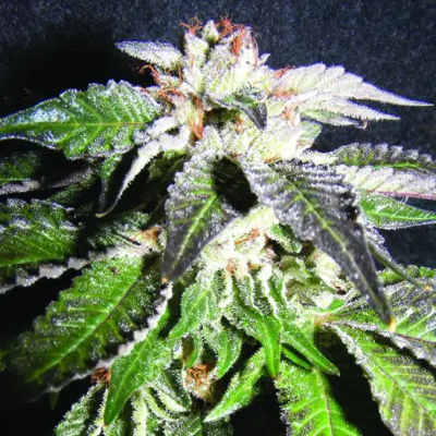 The Kush Brothers Seeds - Confidential OG