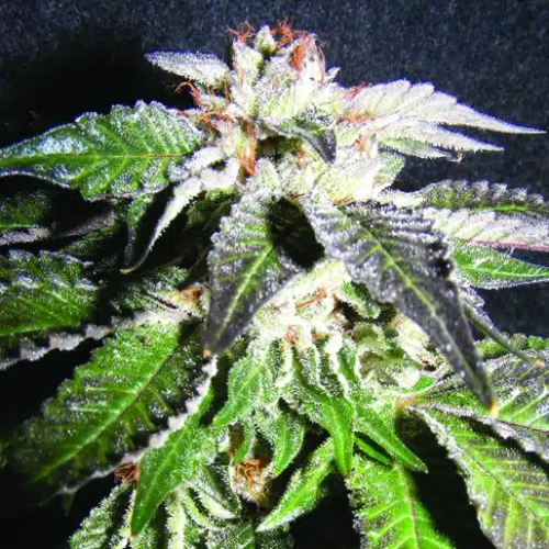 The Kush Brothers Seeds - Confidential OG