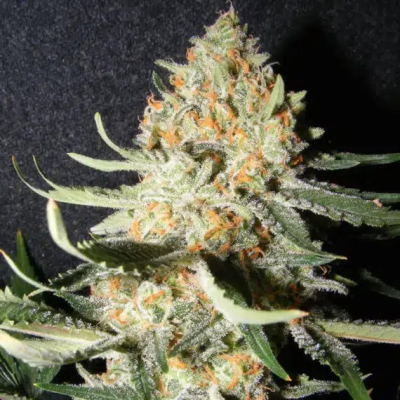 The Kush Brothers Seeds - Exotic Kush