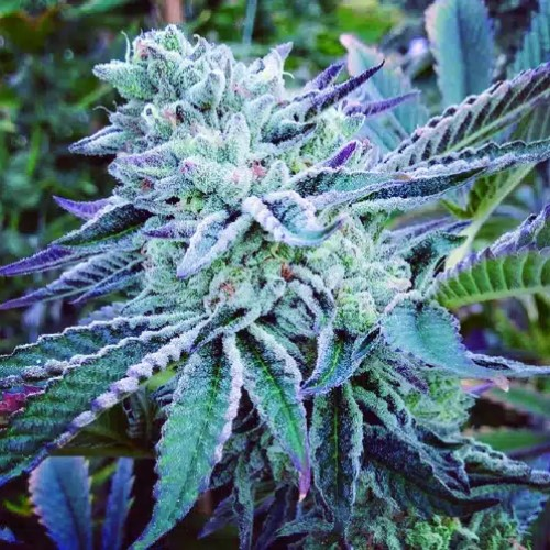 The Kush Brothers Seeds - Cheese Cake Cookies