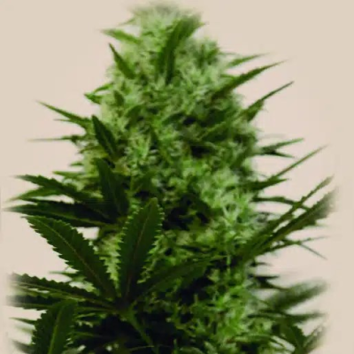 The Kush Brothers Seeds - Langui Kush
