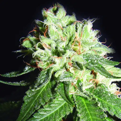The Kush Brothers Seeds - OG Cheese