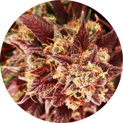 Top Tao Seeds - Auto Mix regular